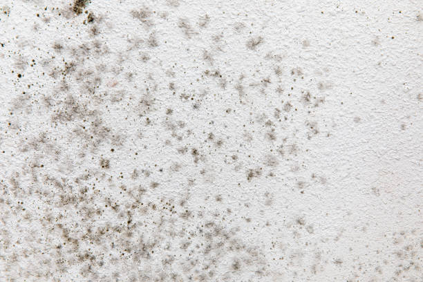 Best Emergency Mold Remediation  in Jurupa Valley, CA