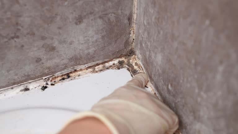 Best Biohazard Mold Removal  in Jurupa Valley, CA