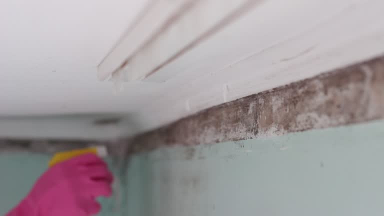 Best Mold Documentation for Insurance Claims  in Jurupa Valley, CA