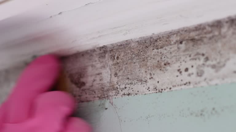 Jurupa Valley, CA Mold Removal Company